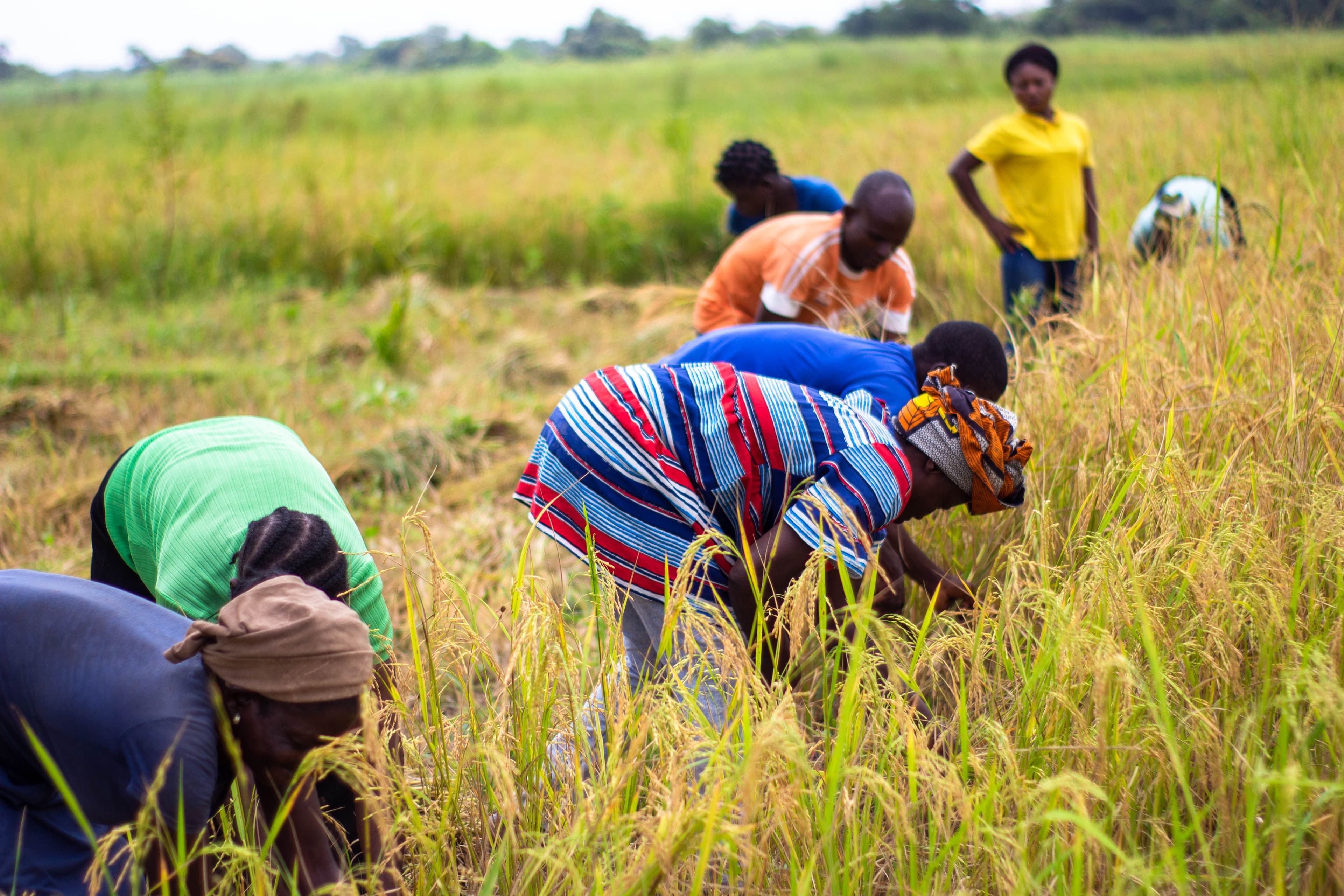 Flawless Code, Broken Farm Floor: Why Africa's Farm-Tech Startups Keep Dying